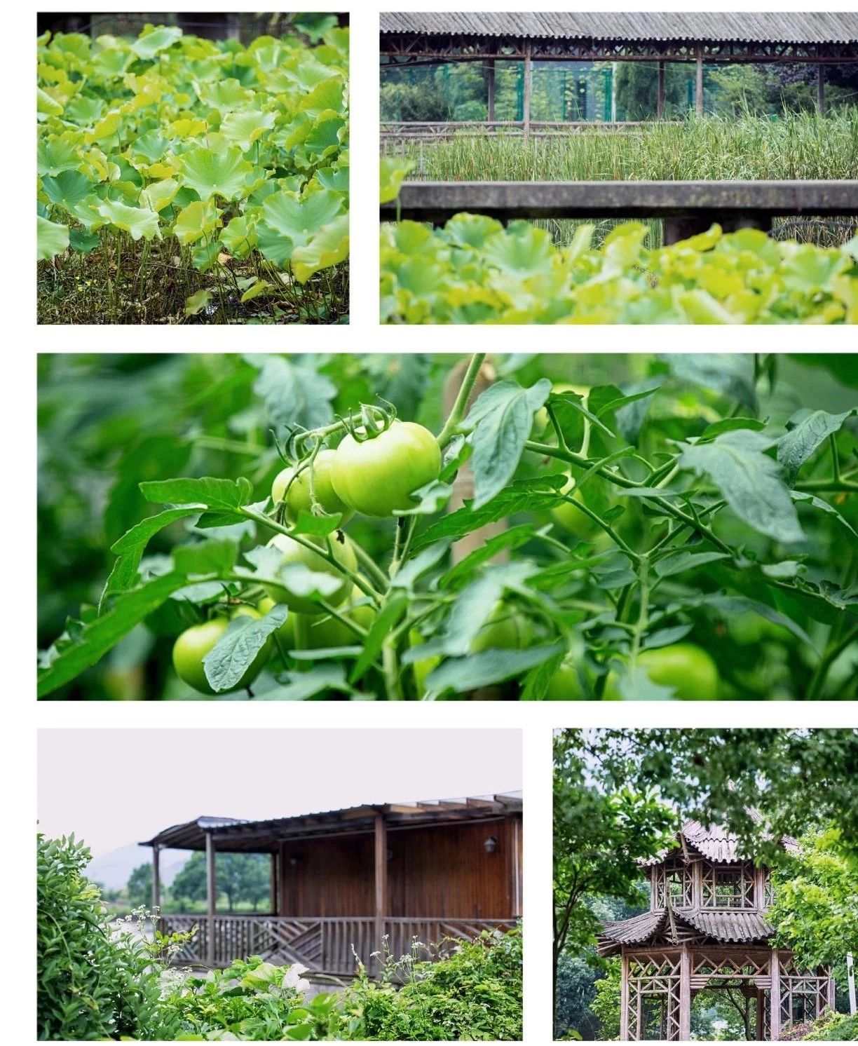 刘丰硕,心相学,群圣文化